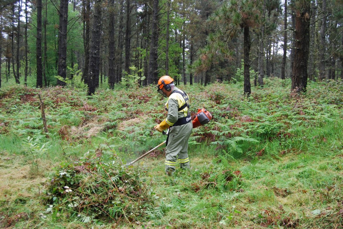 forestal