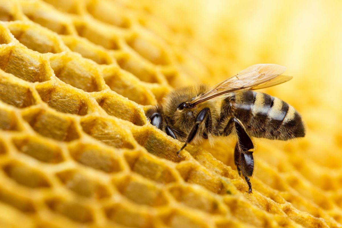 abellas