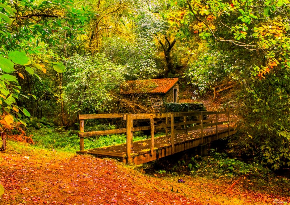Pasarela de madeira e muíño entre o bosque de ribeira con follas de outono en San Paio de Codeso