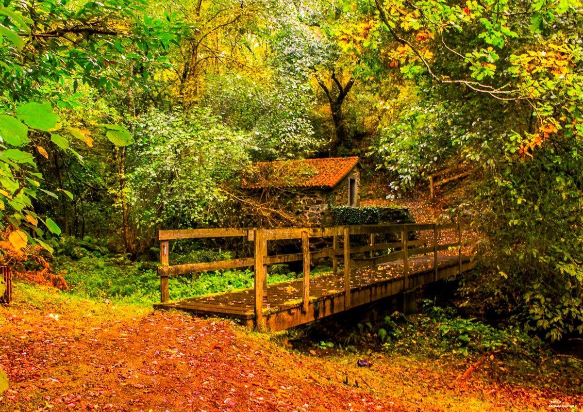 Ponte de madeira e bosque de ribeira na área natural de San Paio